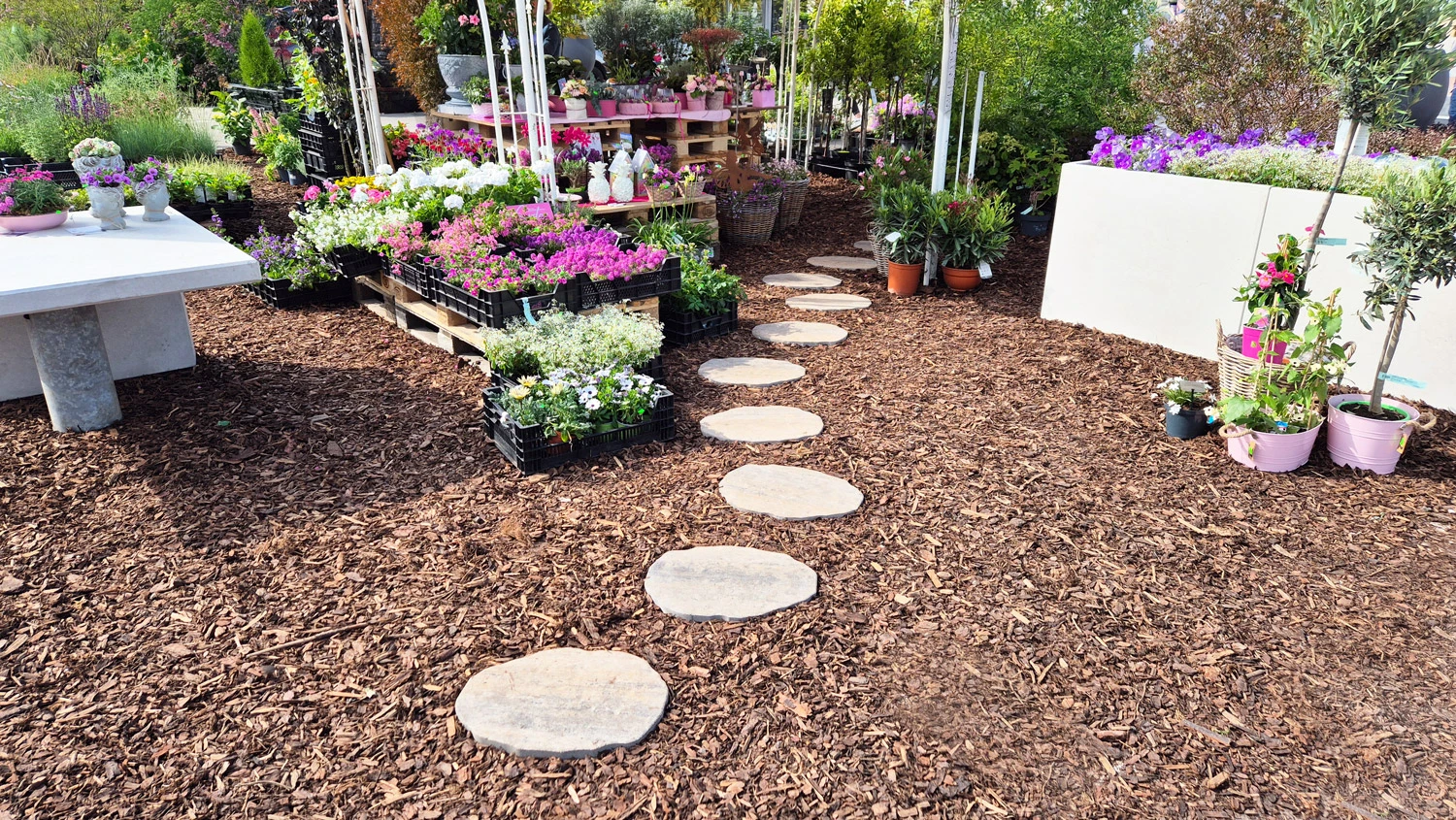 Diephaus Steppio Trittplatte Muschelkalk 48/36/3